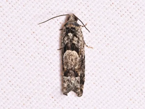 Pseudexentera hodsoni - Hodges#3257.1