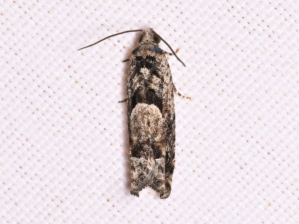 Pseudexentera hodsoni - Hodges#3257.1 - photo 2