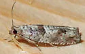 Pseudexentera kalmiana - Hodges#3255