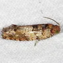 Pseudexentera knudsoni - Hodges#3253.3 - photo 2