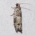 Pseudexentera knudsoni - Hodges#3253.3 - photo 3