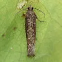 Pale Apple Leafroller - Hodges#3247 - Pseudexentera mali