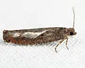 Pale Apple Leafroller - Hodges#3247 - photo 3