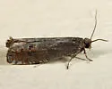 Pale Apple Leafroller - Hodges#3247 - photo 4