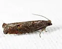 Pale Apple Leafroller - Hodges#3247 - photo 5