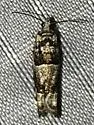 Pseudexentera maracana - Hodges#3254 - photo 4