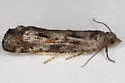 Pseudexentera senatrix - Hodges#3250