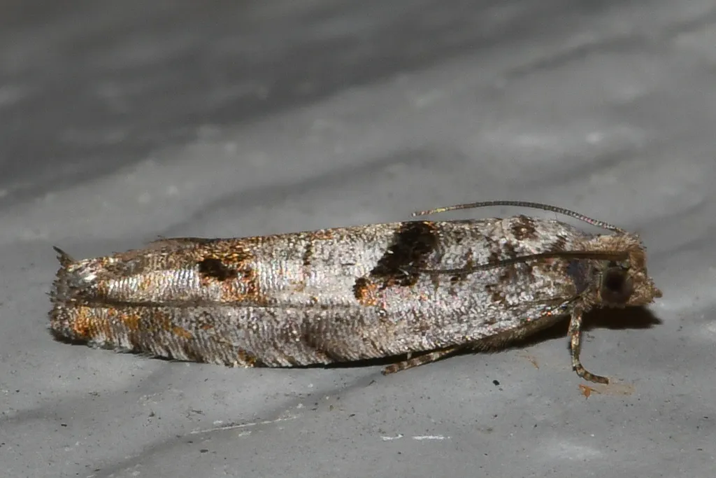 Pseudexentera vaccinii - Hodges#3254.1 - photo 2