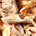 Pseudexentera virginiana - Hodges#3258 - photo 2