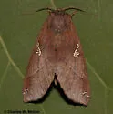 Pseudhapigia brunnea - Hodges#8029 - Pseudhapigia brunnea