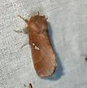 Pseudhapigia brunnea - Hodges#8029 - photo 2