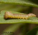 Pseudhapigia brunnea - Hodges#8029 - photo 3