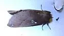 Pseudhapigia brunnea - Hodges#8029 - photo 4