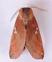 Pseudhapigia brunnea - Hodges#8029 - photo 5