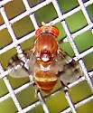 Pseudiastata nebulosa - photo 2