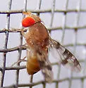 Pseudiastata nebulosa - photo 3