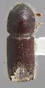 Pseudips concinnus - photo 3