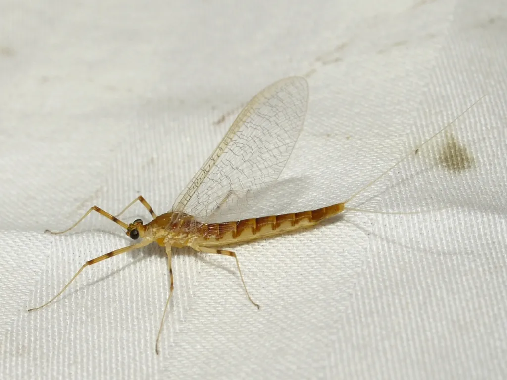 Pseudiron centralis