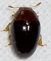 Pseudischyrus extricatus - photo 4