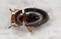 Pseudischyrus extricatus - photo 5