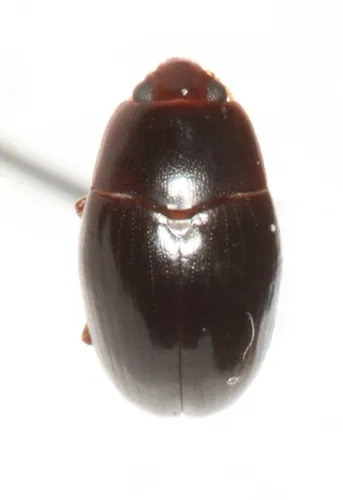 Pseudischyrus nigrans - Pseudischyrus nigrans