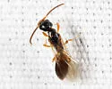 Pseudisobrachium arenarium