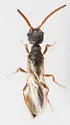 Pseudisobrachium carbonarium