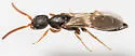 Pseudisobrachium carbonarium - photo 2