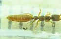 Pseudisobrachium prolongatum - photo 2