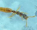 Pseudisobrachium prolongatum - photo 4