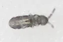 Pseudisotoma sensibilis - photo 2