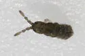 Pseudisotoma sensibilis - photo 3