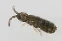 Pseudisotoma sensibilis - photo 4