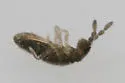Pseudisotoma sensibilis - photo 5