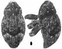 Pseudoacalles nuchalis - Pseudoacalles nuchalis