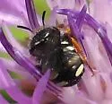 Pseudoanthidium nanum - Pseudoanthidium nanum