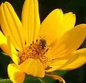 Pseudoanthidium nanum - photo 2