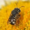 Pseudoanthidium nanum - photo 3