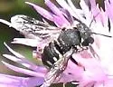 Pseudoanthidium nanum - photo 4