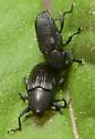 Pseudobaris angusta