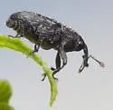 Pseudobaris angusta - photo 2