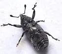 Pseudobaris angusta - photo 3
