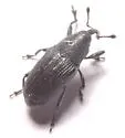 Pseudobaris angusta - photo 4