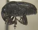 Pseudobaris farcta - photo 2