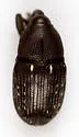 Pseudobaris nigrina