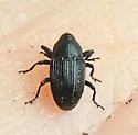 Pseudobaris nigrina - photo 4