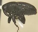 Pseudobaris sobrina - photo 2