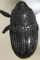 Pseudobaris sobrina - photo 3