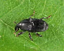 Pseudobaris sobrina - photo 4