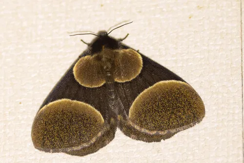 Pseudobistonidae - Pseudobistonidae